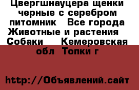 Цвергшнауцера щенки черные с серебром питомник - Все города Животные и растения » Собаки   . Кемеровская обл.,Топки г.